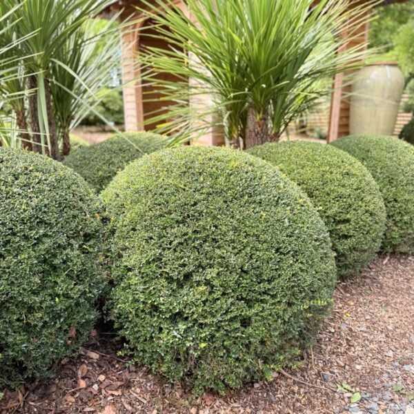 Lonicera nitida 'Elegans' - Balls (HGUK)