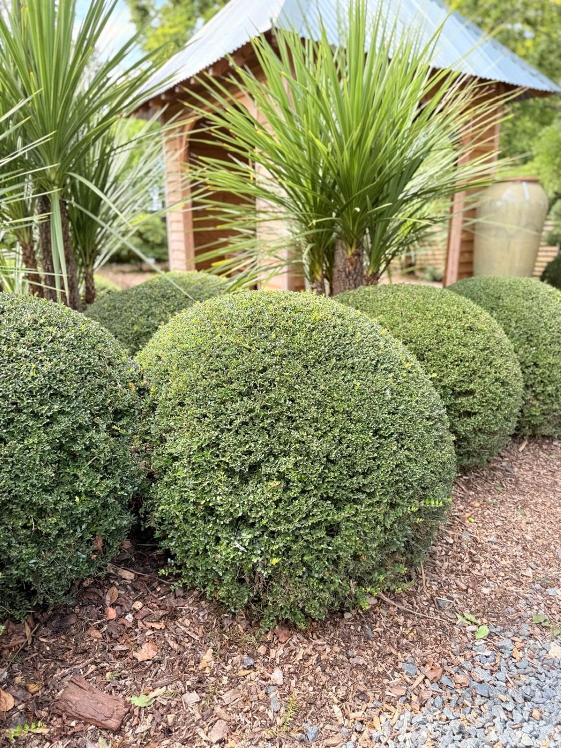Lonicera nitida 'Elegans' - Balls