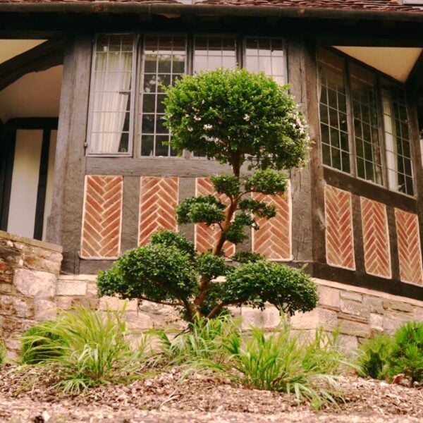 Myrtus Apiculata - Niwaki (HGUK, P1)