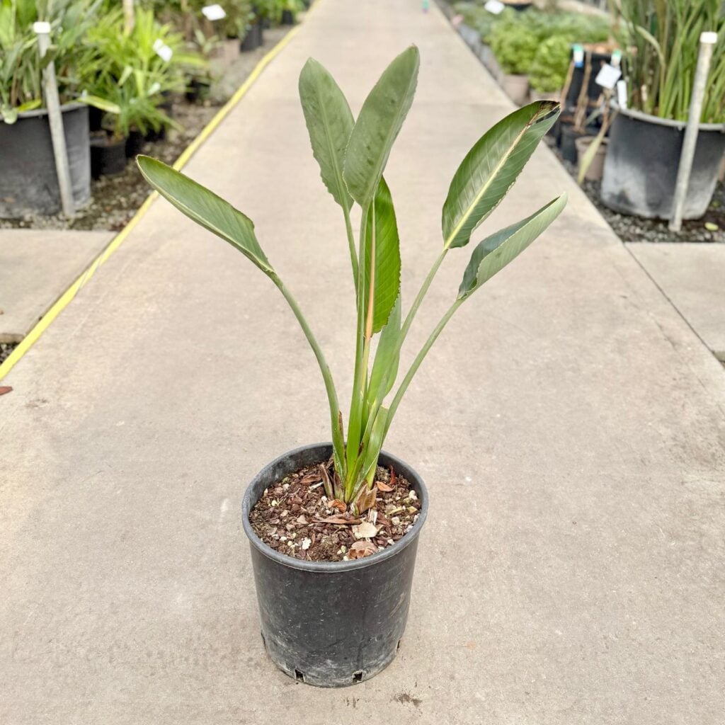 Strelitzia reginae