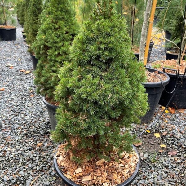 Picea glauca 'Albertiana Conica'  (P1)