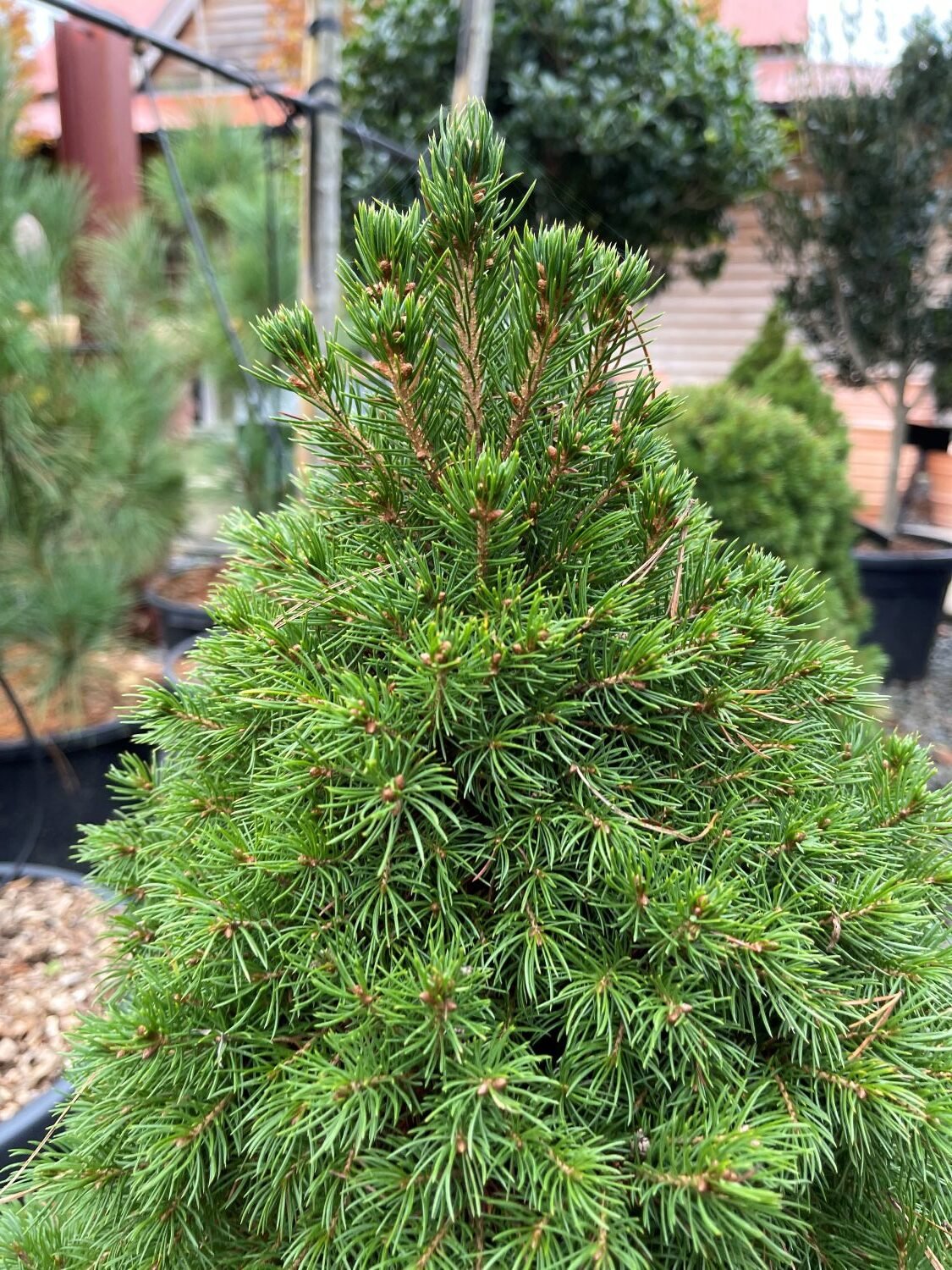 Picea glauca 'Albertiana Conica' - Image 2