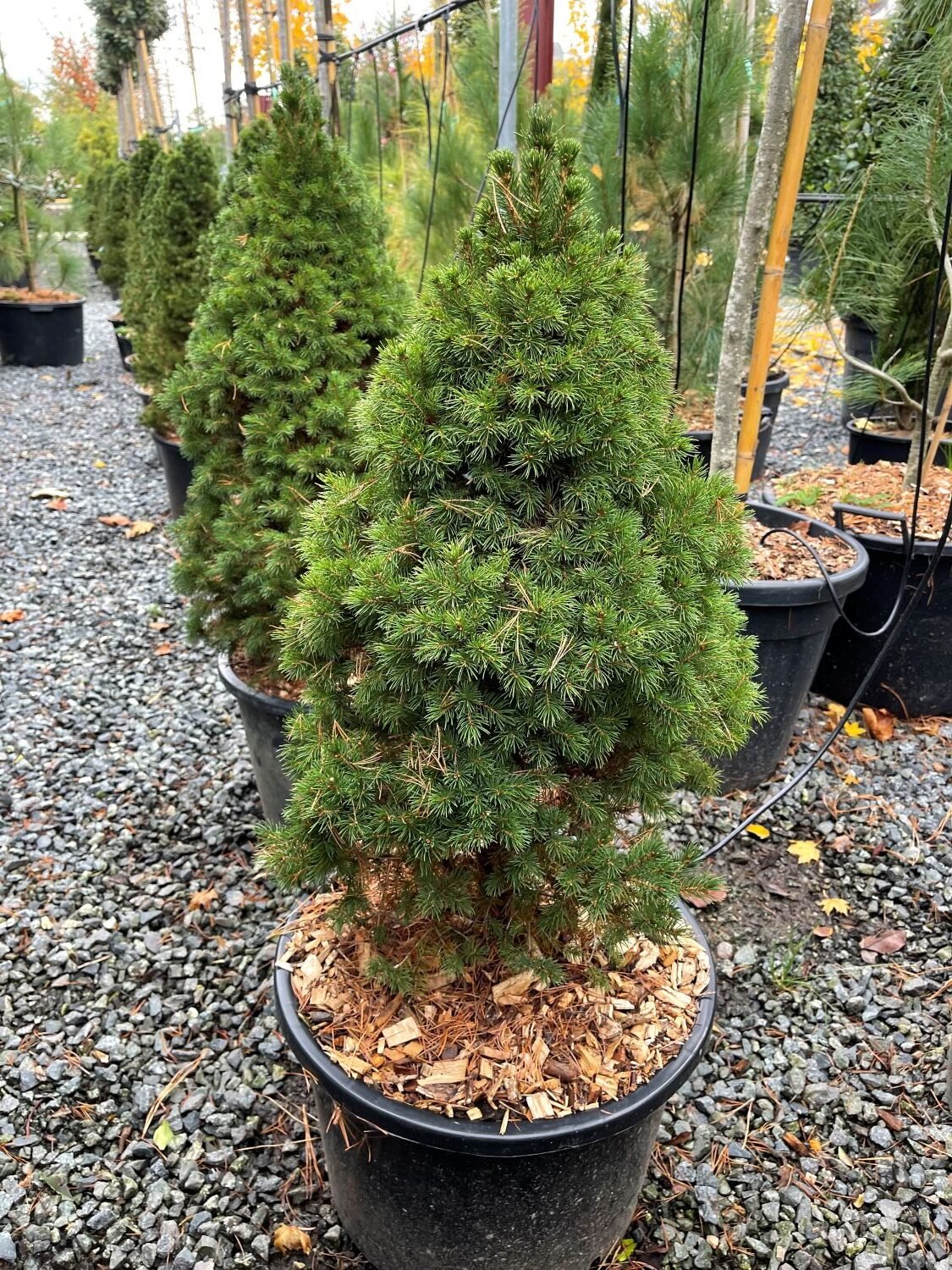 Picea glauca 'Albertiana Conica'