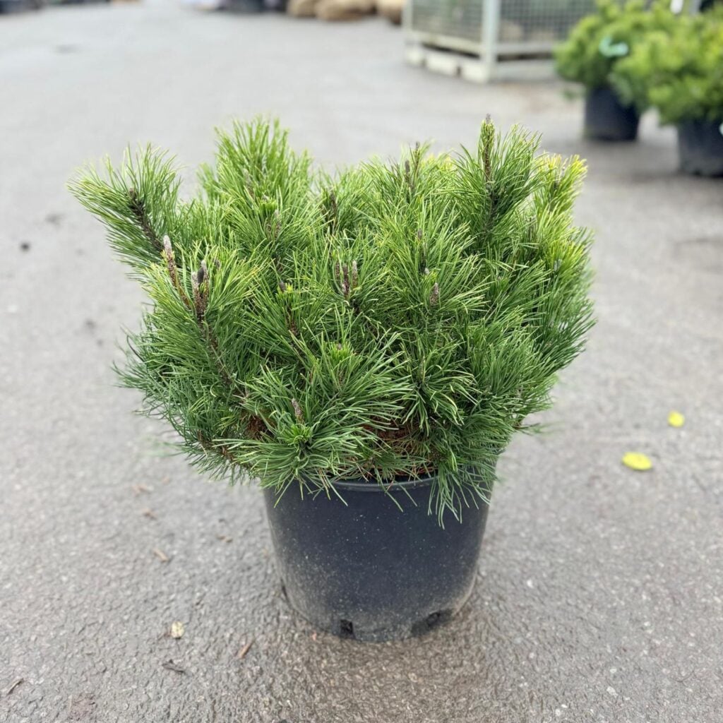 Pinus mugo - Image 2
