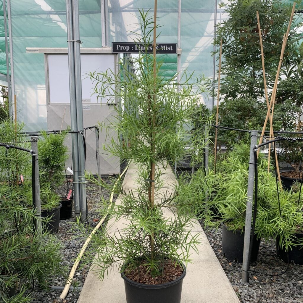 Podocarpus salignus - Standards - Image 2