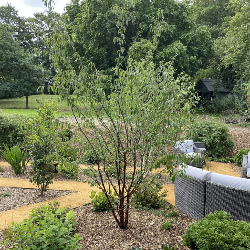 Prunus serrula - Image 2