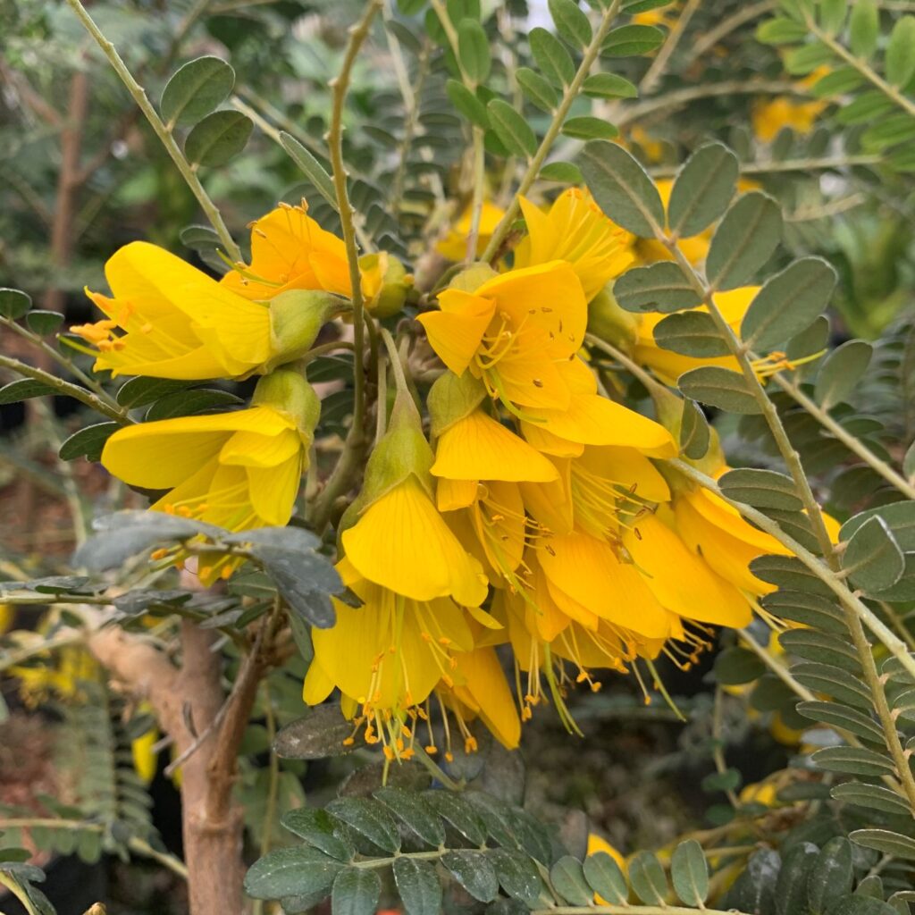 Sophora microphylla 'Sun King'
