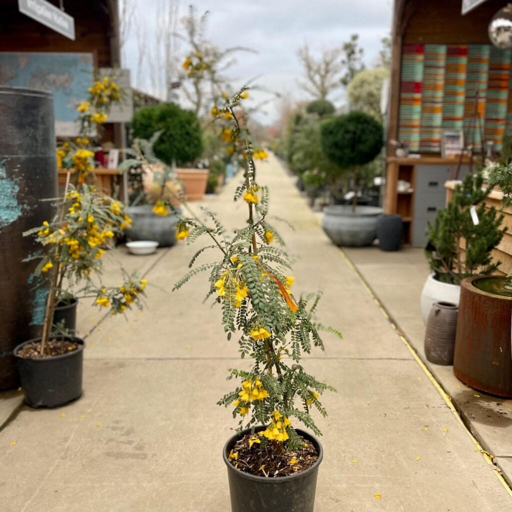 Sophora microphylla 'Sun King' - Image 3