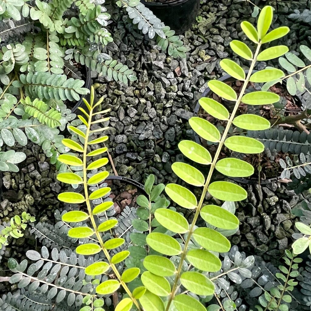 Sophora microphylla 'Sun King' - Image 2