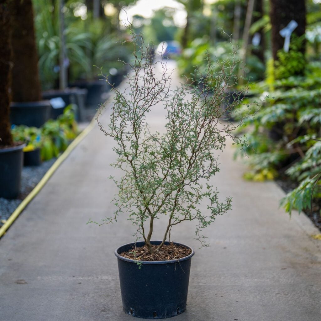 Sophora prostrata 'Little Baby'