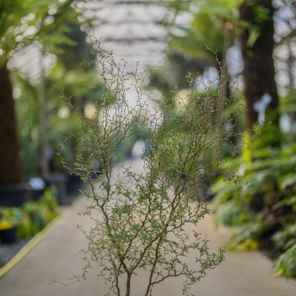 Sophora prostrata 'Little Baby' - Image 2
