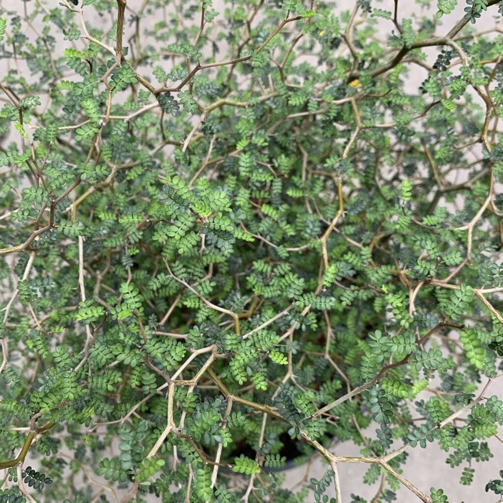 Sophora prostrata 'Little Baby' - Image 3