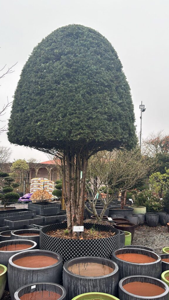 Taxus baccata - Topiary - Image 17