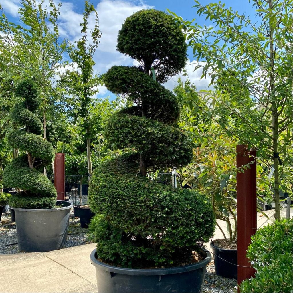 Taxus baccata - Topiary - Image 18
