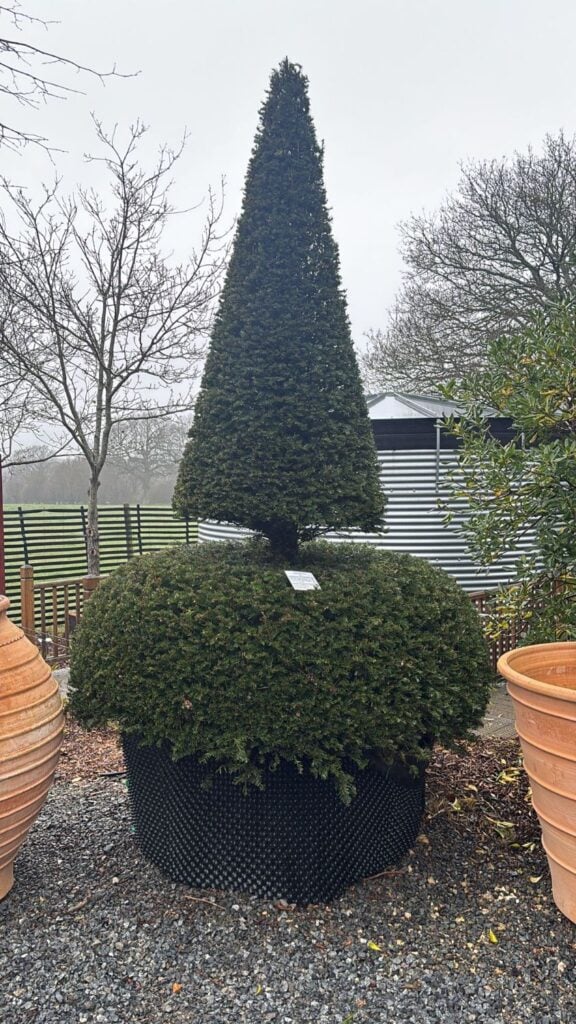 Taxus baccata - Topiary - Image 16