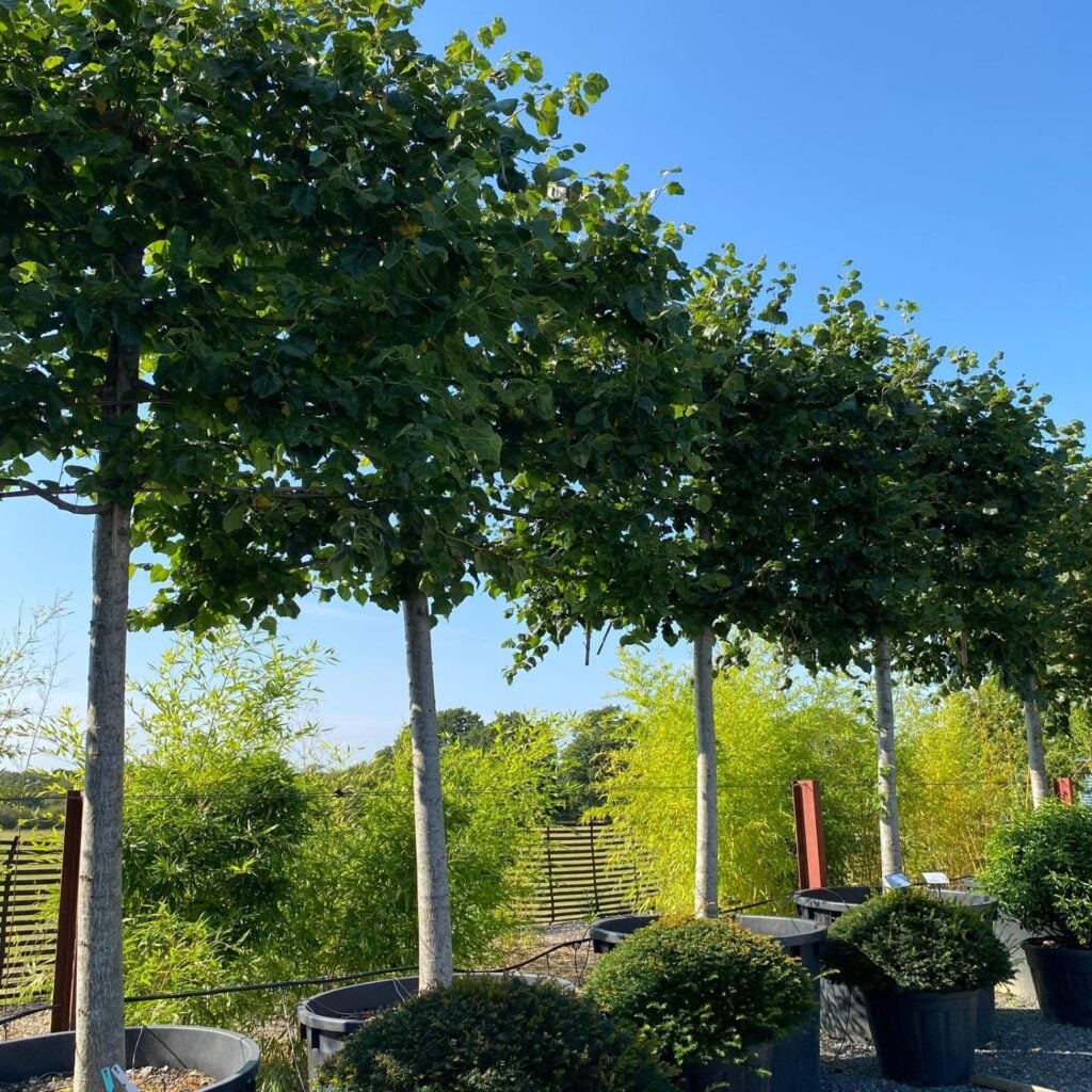 Tilia x euchlora - Pleached