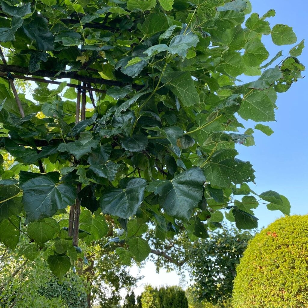 Tilia x euchlora - Pleached - Image 2