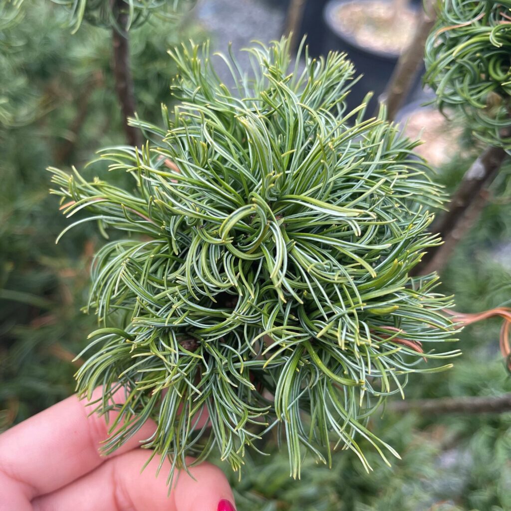 Pinus strobus 'Tiny Kurls' - Image 3