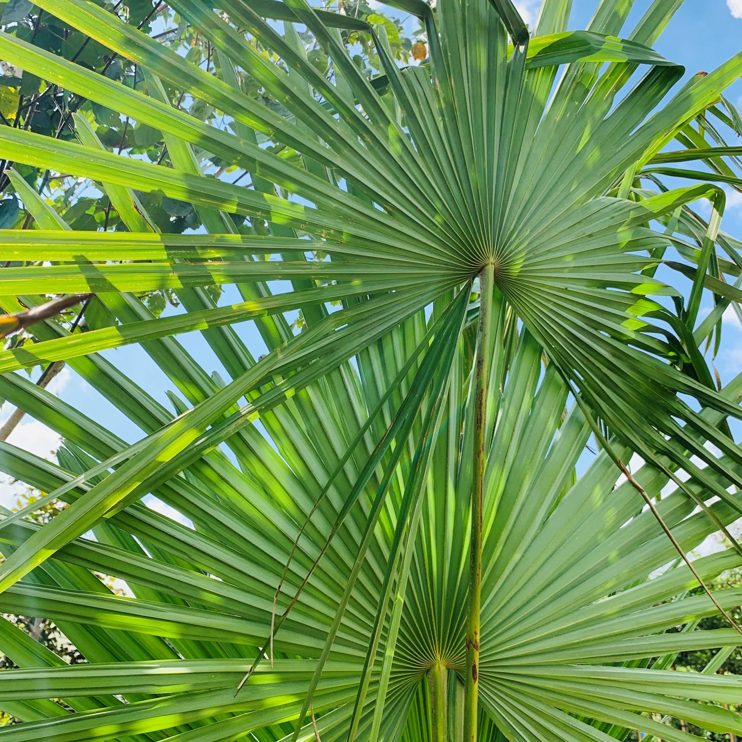 Trachycarpus wagnerianus - Image 3