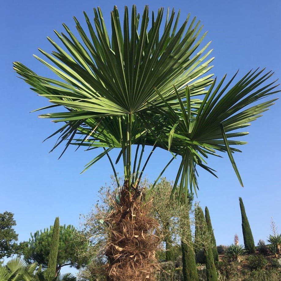 Trachycarpus wagnerianus - Image 2