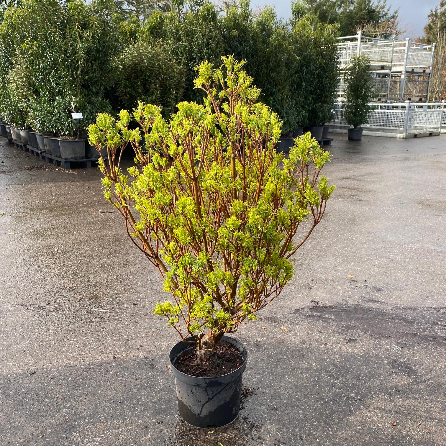 Pinus strobus 'Tiny Kurls' - Image 4