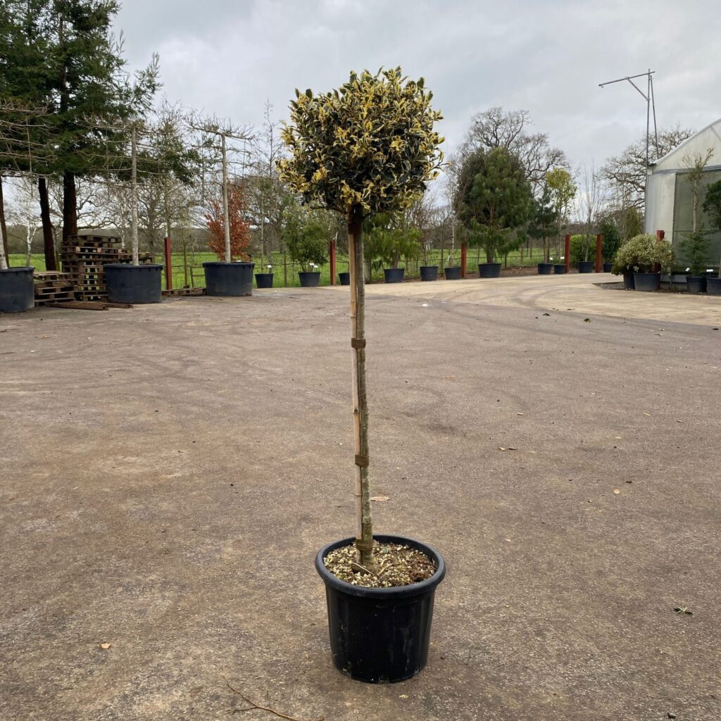 Ilex aquifolium 'Argenteomarginata' - Standards