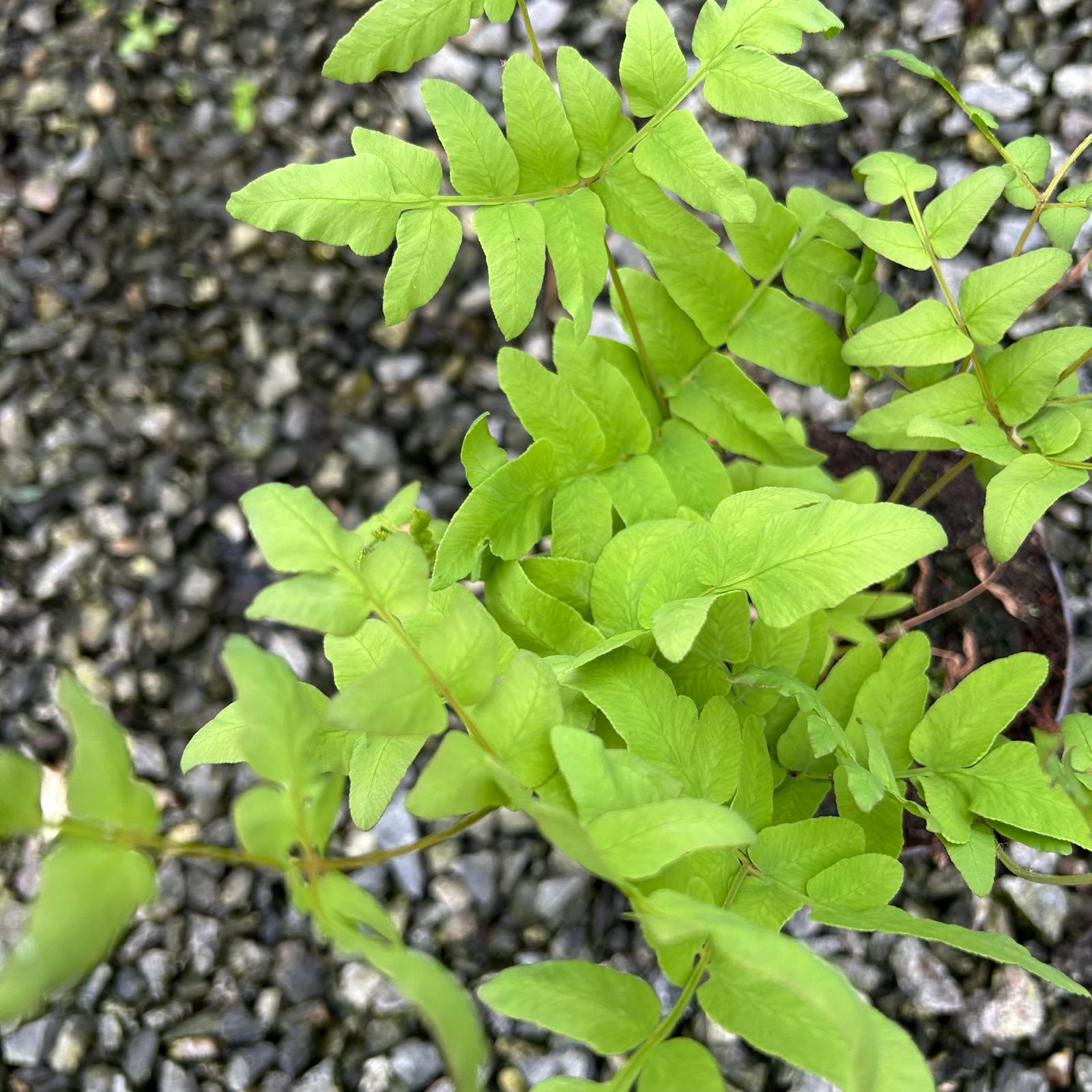 Osmunda regalis - Image 2