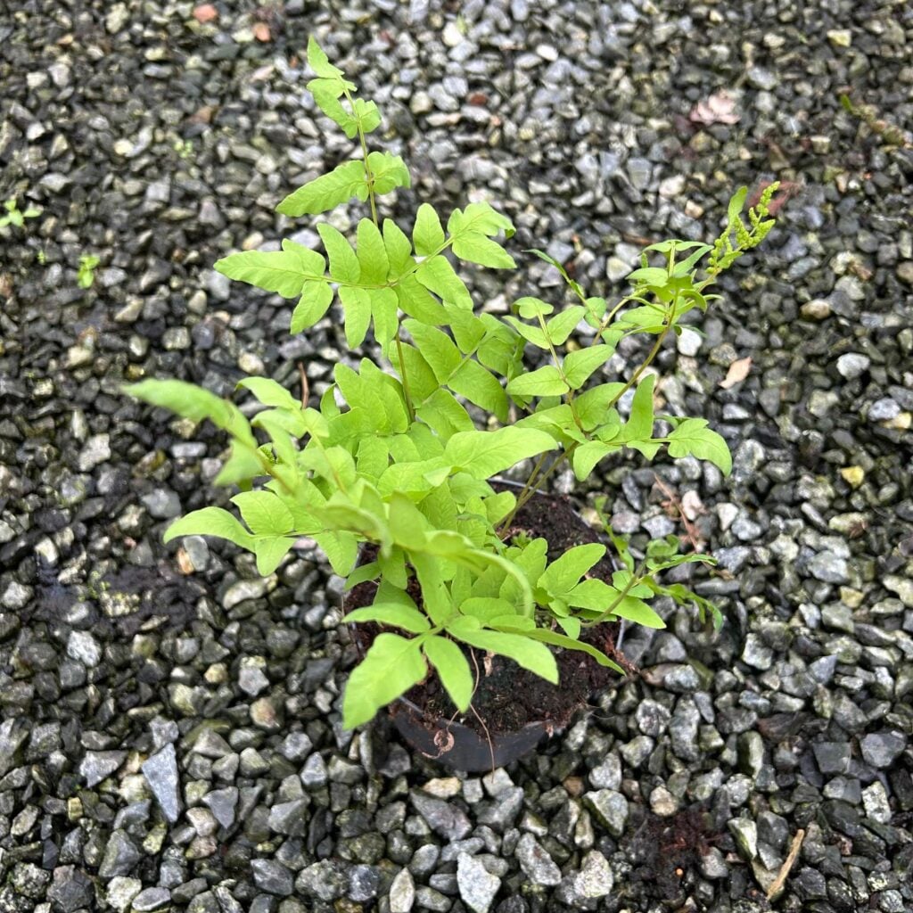 Osmunda regalis