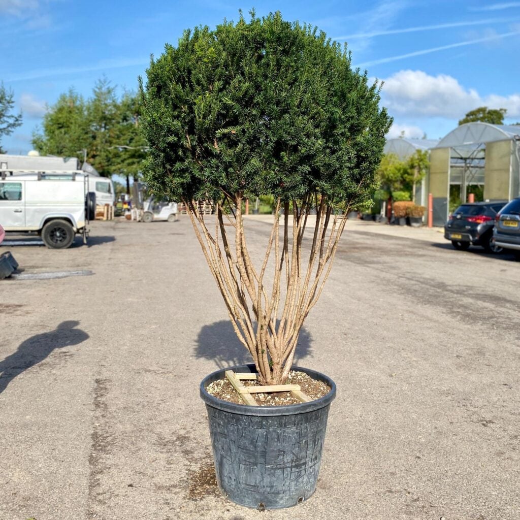 Taxus x Media Hillii - Multi Stem