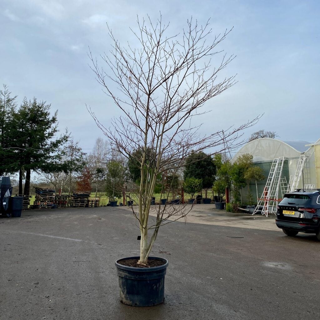 Cornus controversa - Multi Stems - Image 3