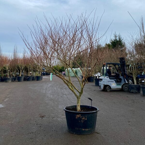 Elaeagnus umbellata (N1)