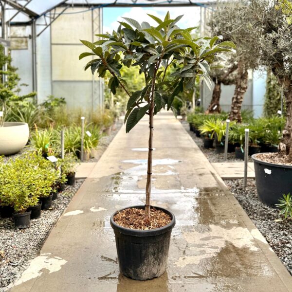 Eriobotrya japonica - Standards (V1, INT1)