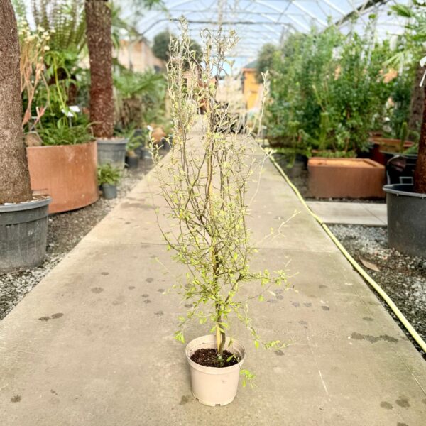 Corokia virgata 'Sunsplash' (HGUK)