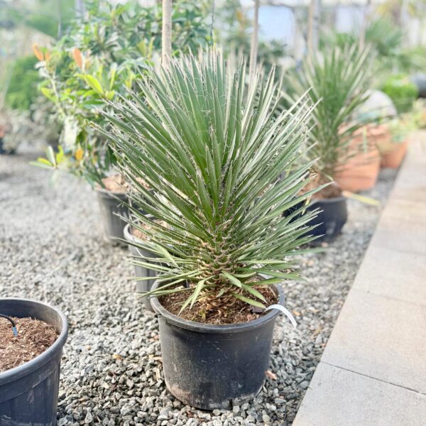 Yucca filifera (V1)