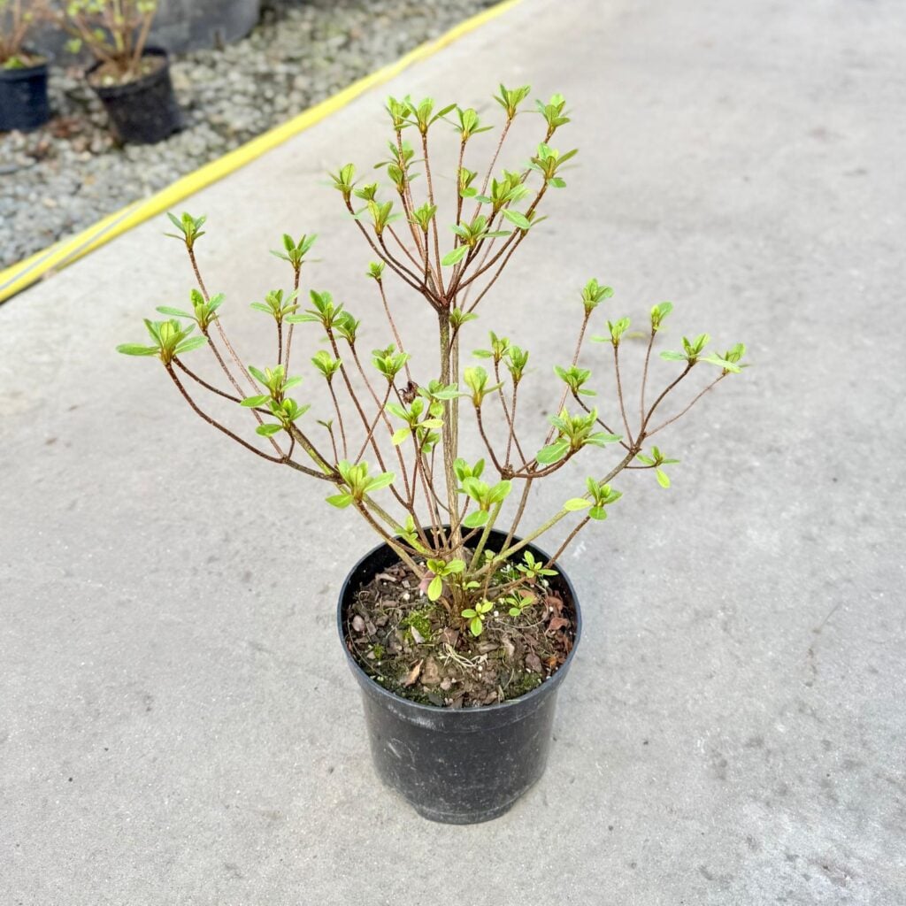 Azalea japonica 'Dorothy Haiden' White