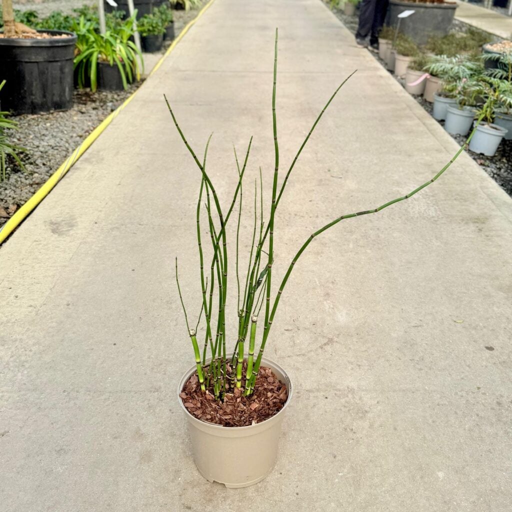 Equisetum camtschatcense
