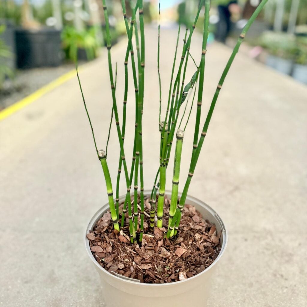 Equisetum camtschatcense - Image 2