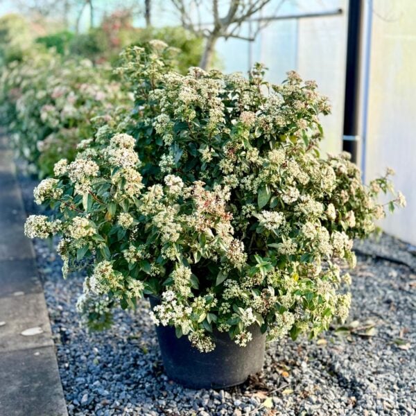 Viburnum tinus - Balls (NW1, V1)