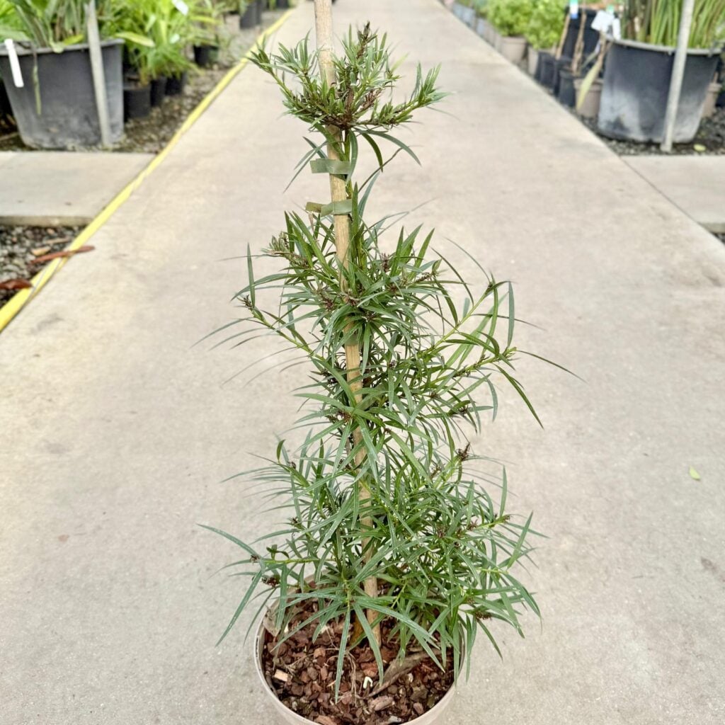 Podocarpus salignus - Standards - Image 5