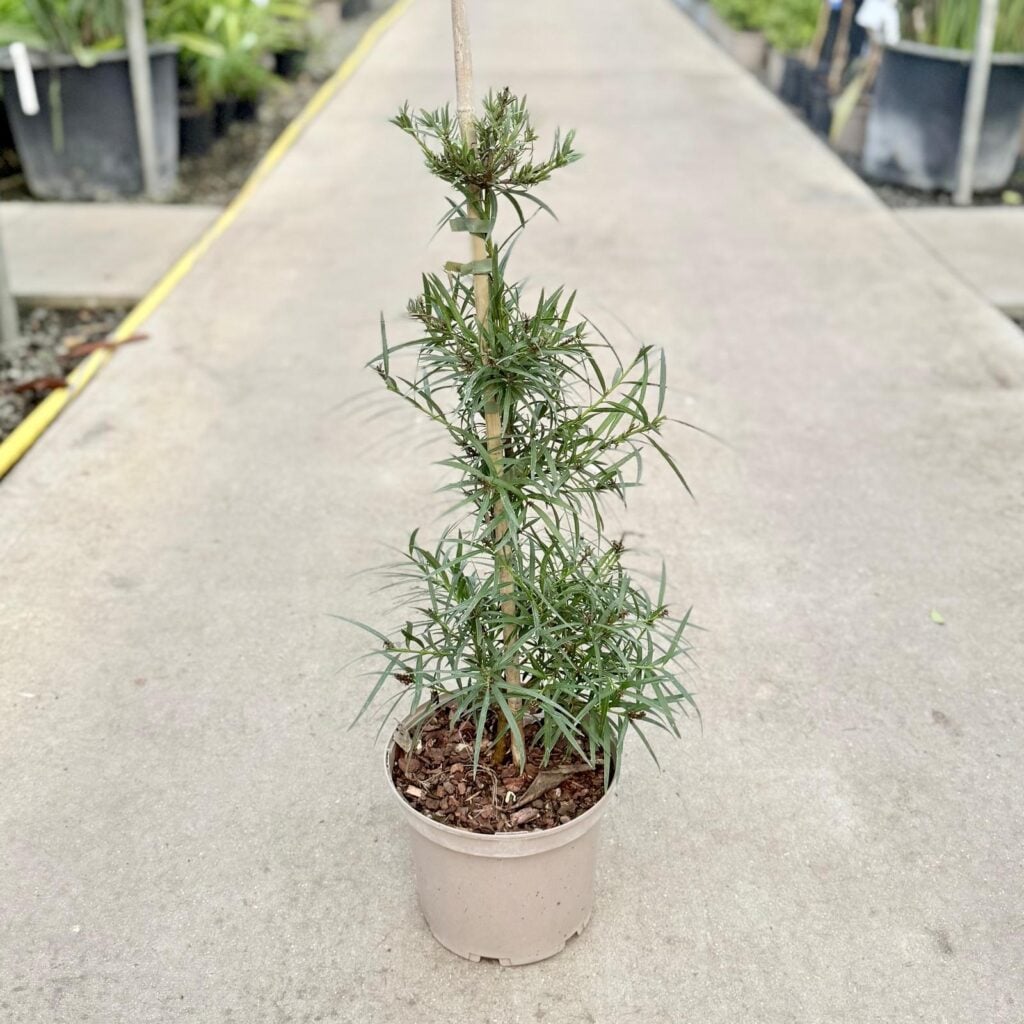 Podocarpus salignus - Standards