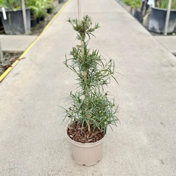 Podocarpus salignus - Standards (HG, VDP1)