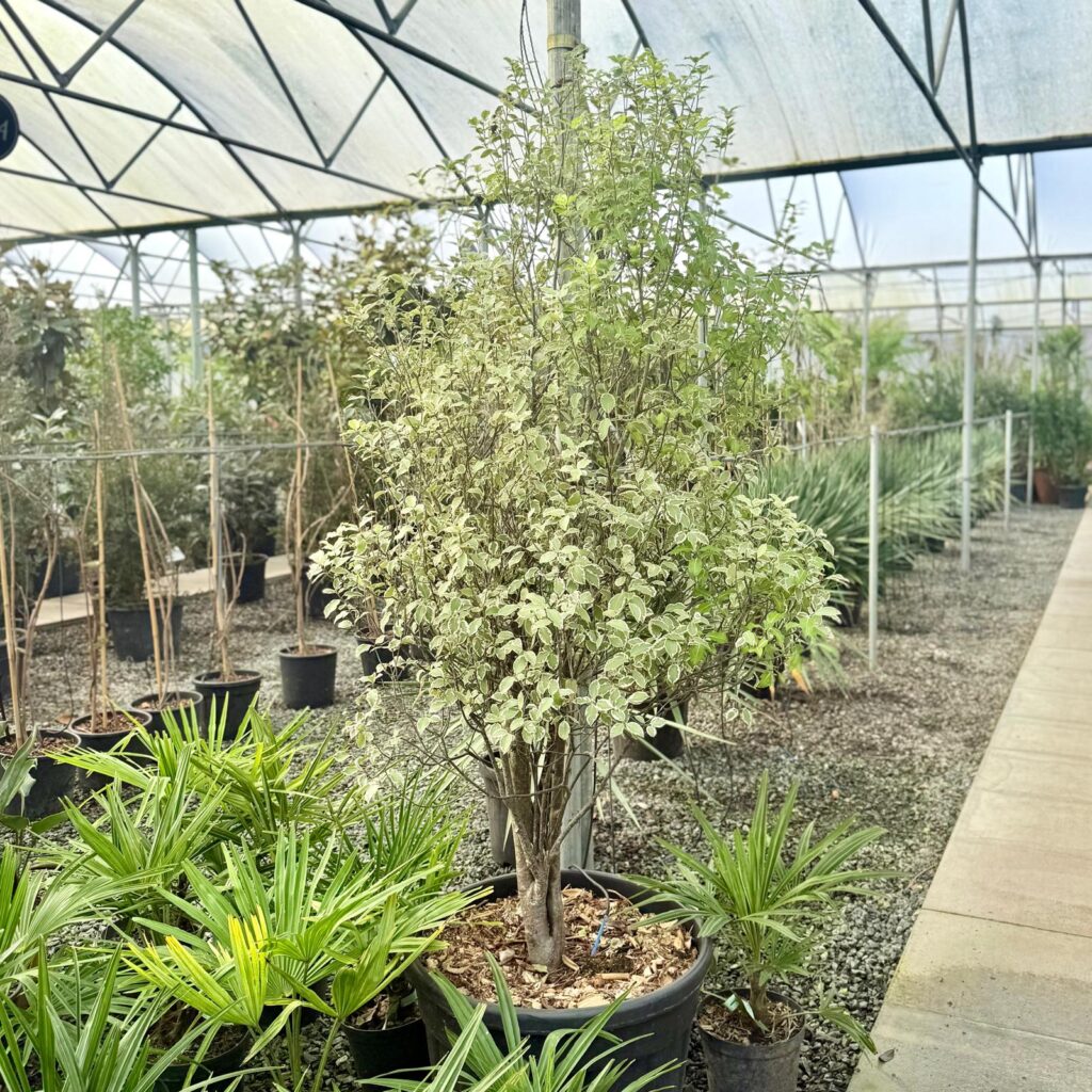 Pittosporum tenuifolium 'Garnettii'