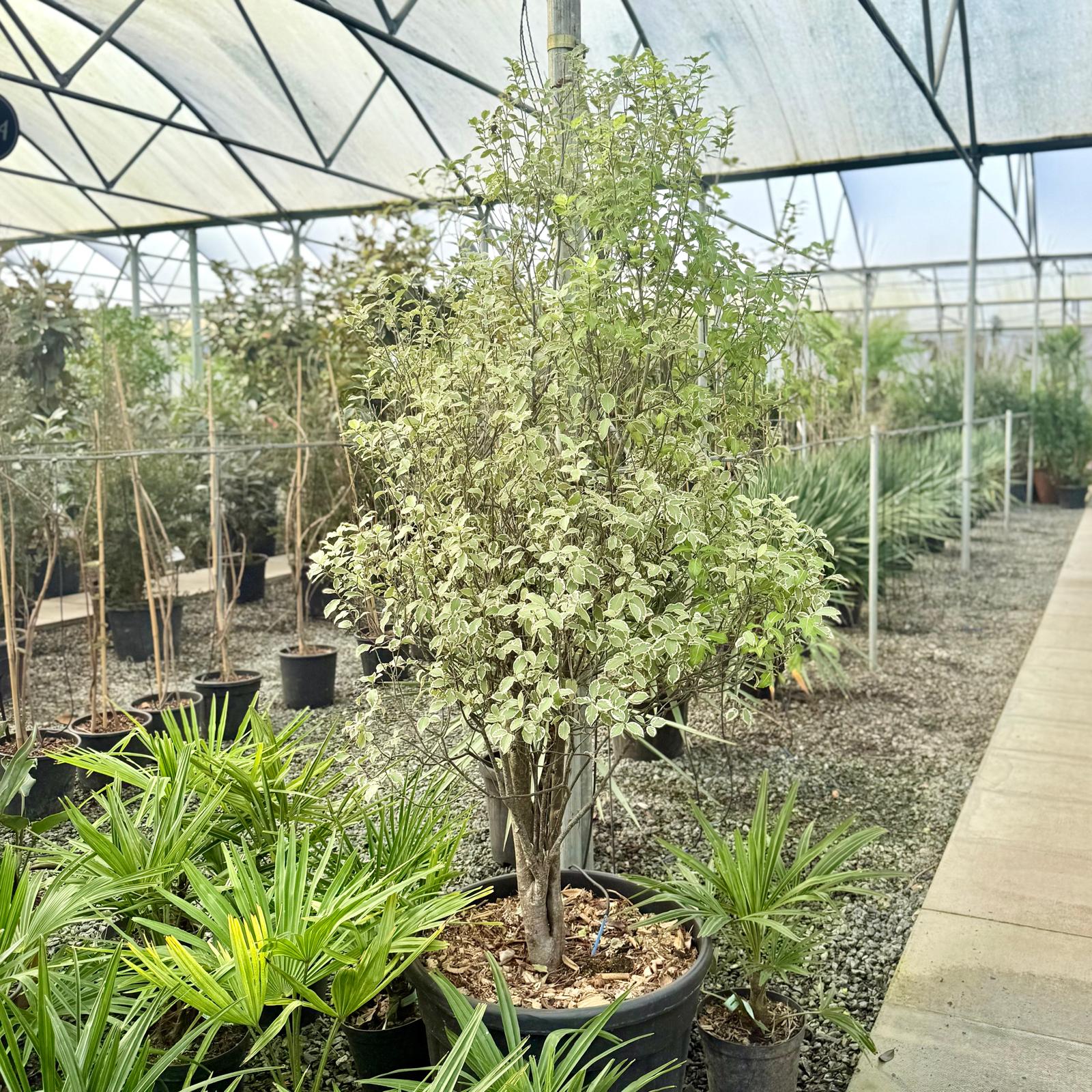 Pittosporum tenuifolium 'Garnettii'