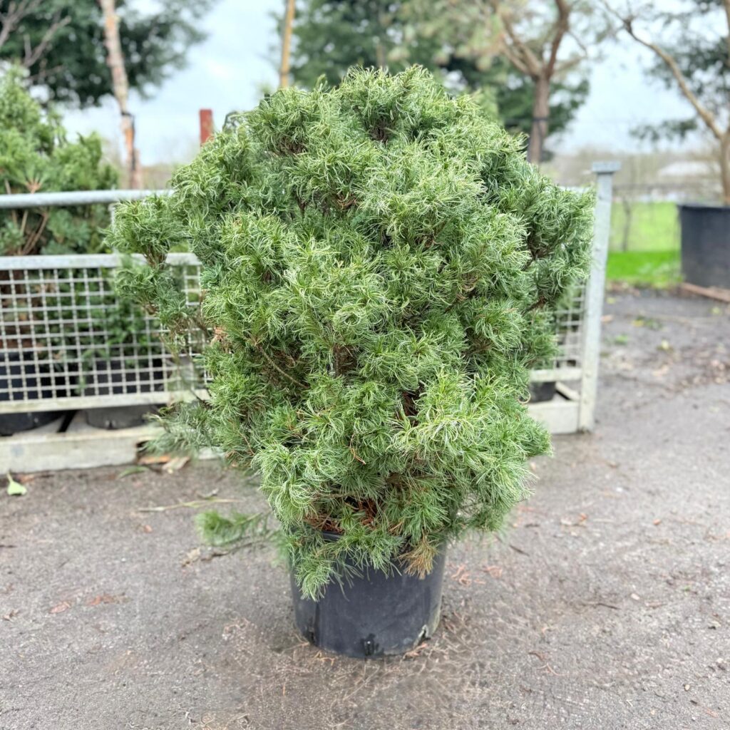 Pinus strobus 'Tiny Kurls'