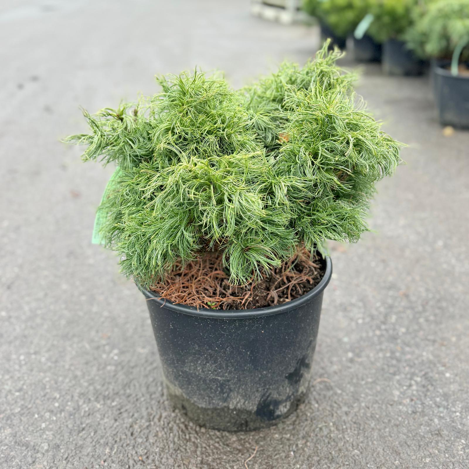 Pinus strobus 'Tiny Kurls' - Image 2