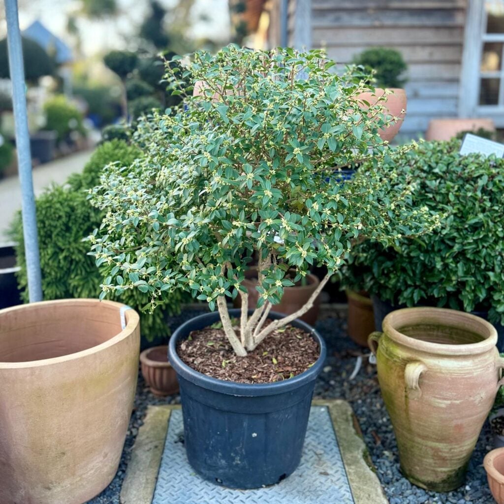 Osmanthus x burkwoodii - Multi Stems - Image 2