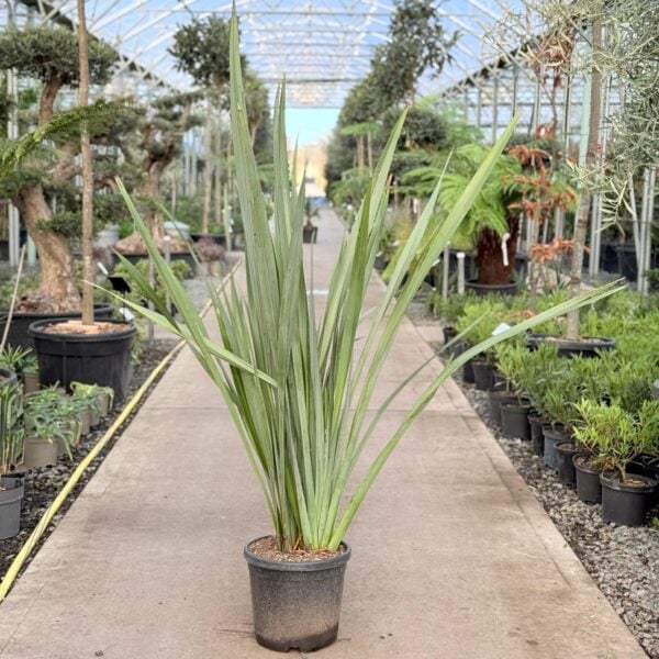 Phormium tenax (V1, INT1)