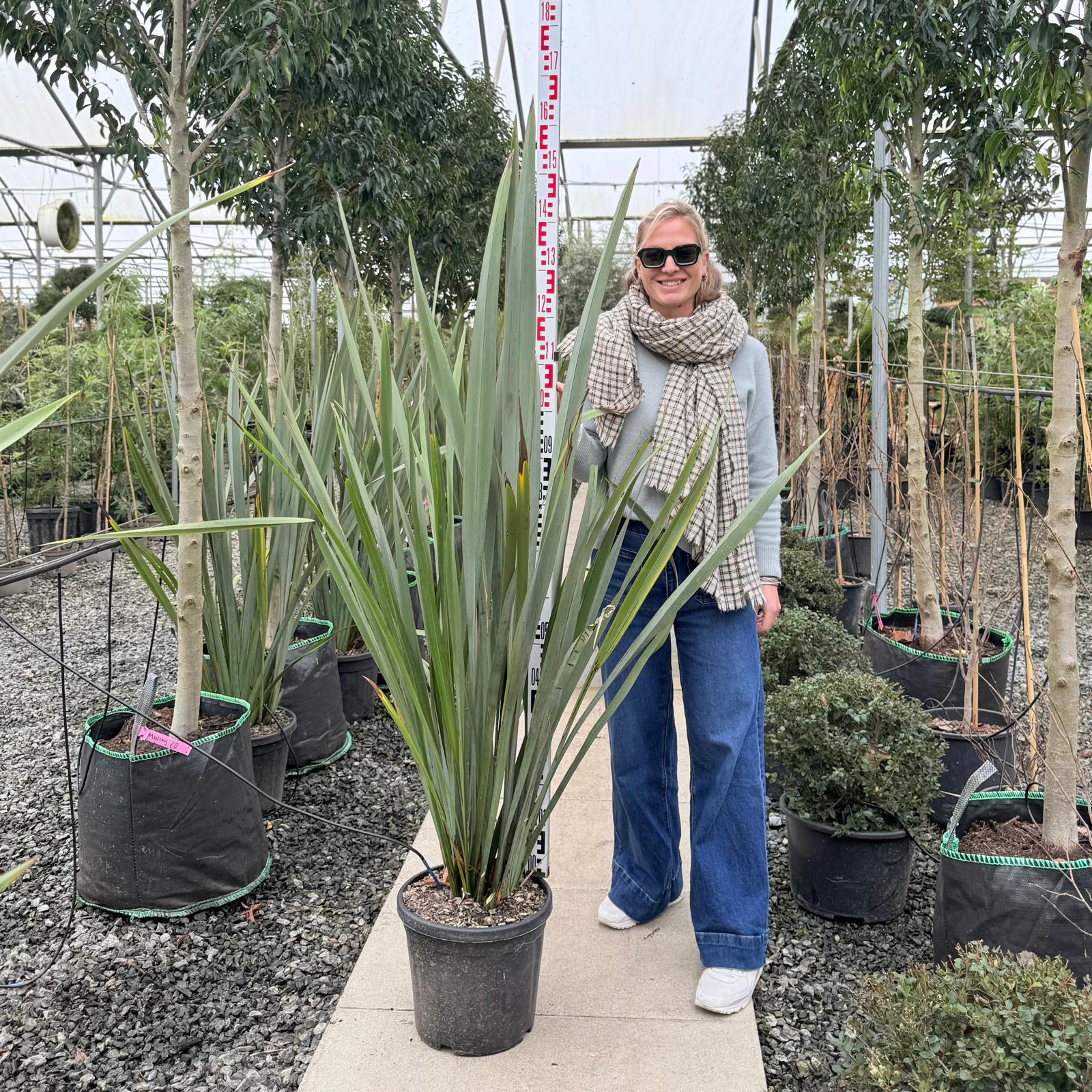 Phormium tenax - Image 2