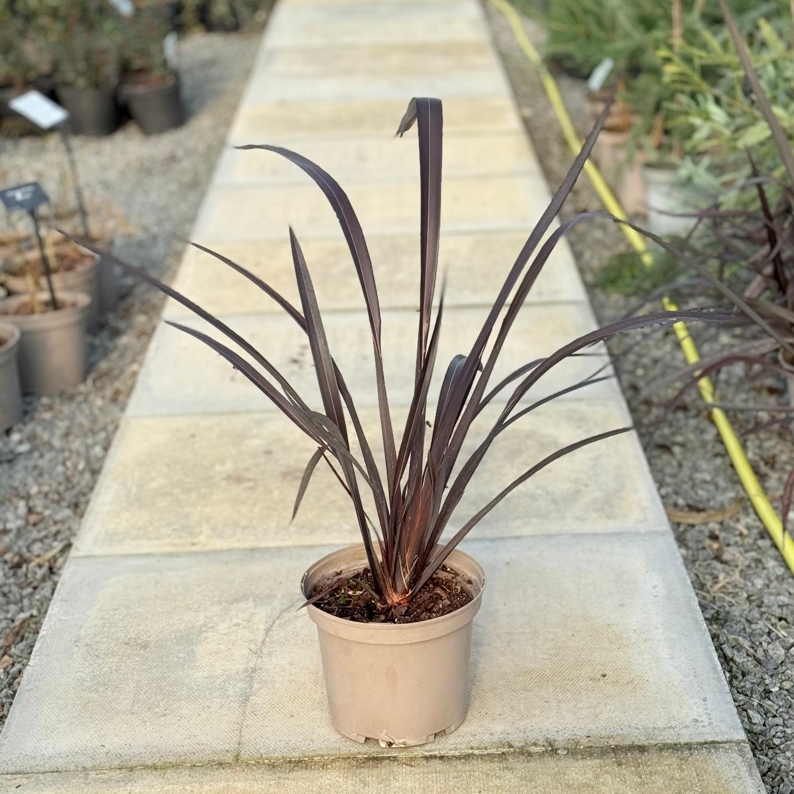 Phormium tenax 'Black Velvet'