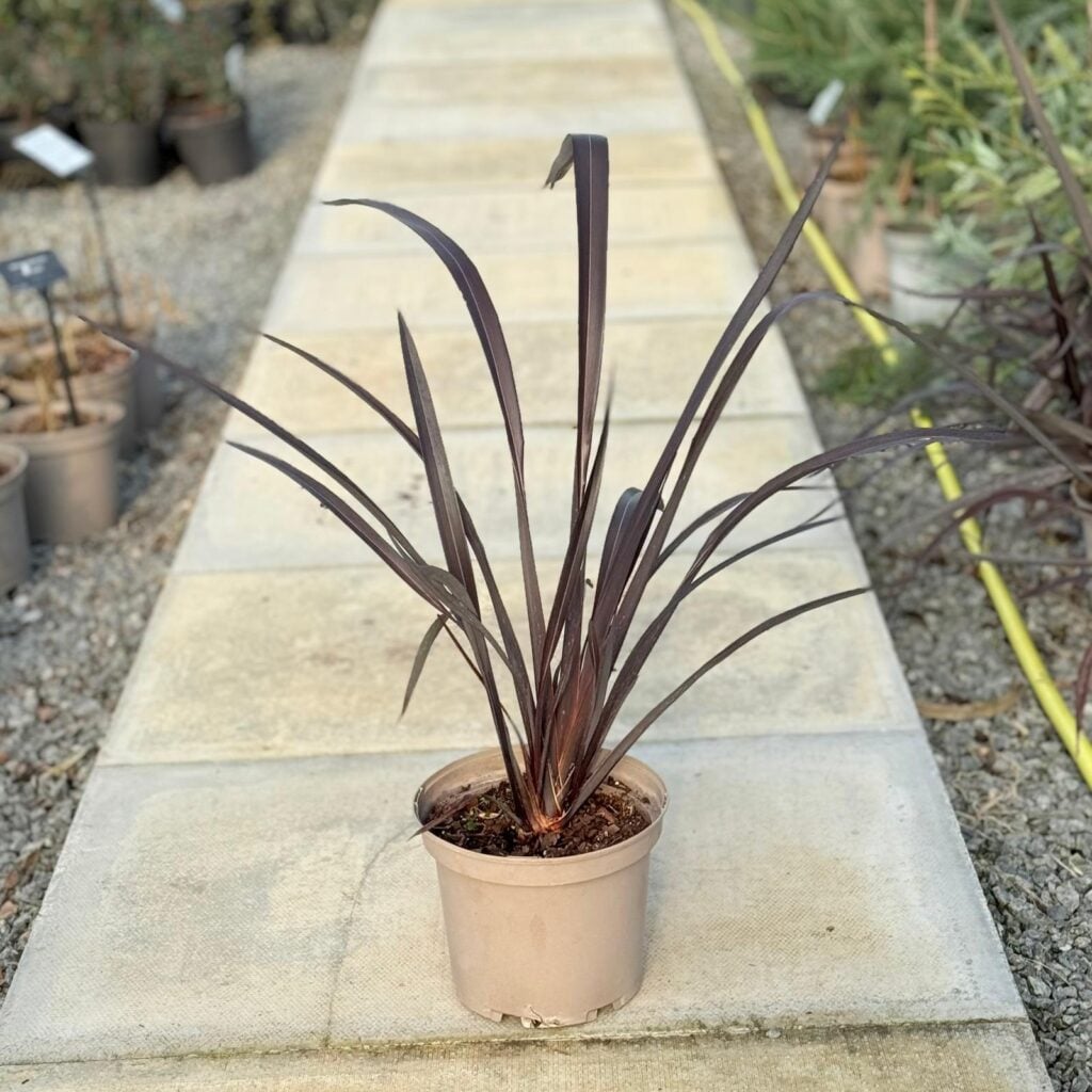 Phormium tenax ‘Purpureum’ - Image 2